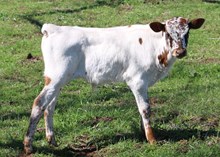 BG Awesome Dancer bull calf